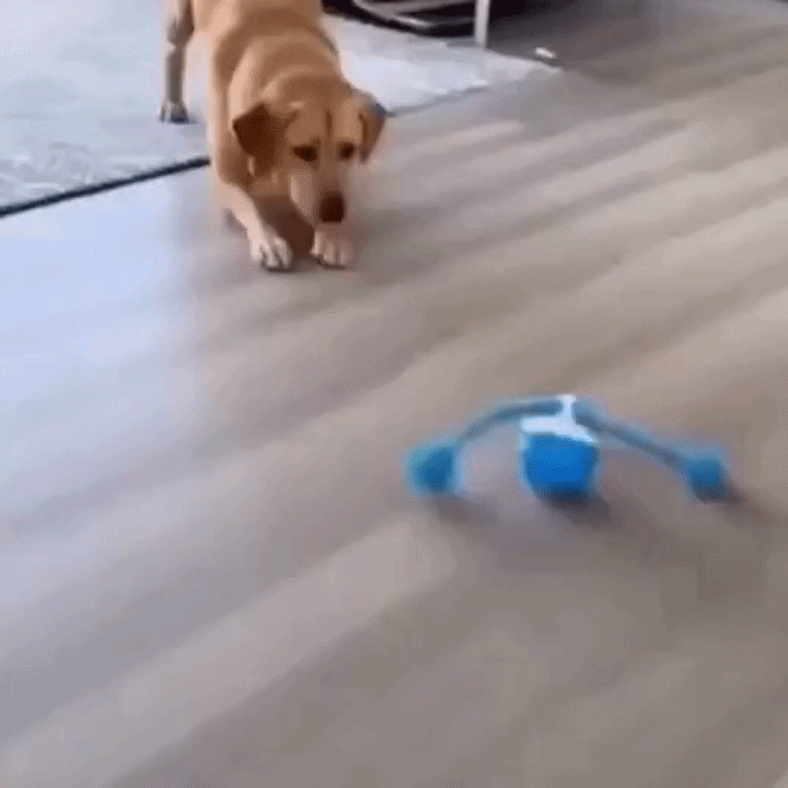 Rollio speelbal rolt weg terwijl een hond ermee speelt
